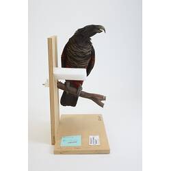 <em>Psittrichas fulgidus</em>, Pesquet's Parrot. [B 21609]