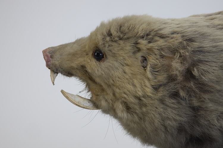 <em>Bathyergus suillus</em>, Cape Dune Mole Rat. [C 30039]