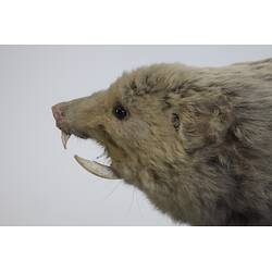 <em>Bathyergus suillus</em>, Cape Dune Mole Rat. [C 30039]