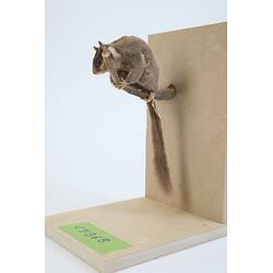 <em>Gymnobelideus leadbeateri</em>, Leadbeater's Possum. [C 31368]