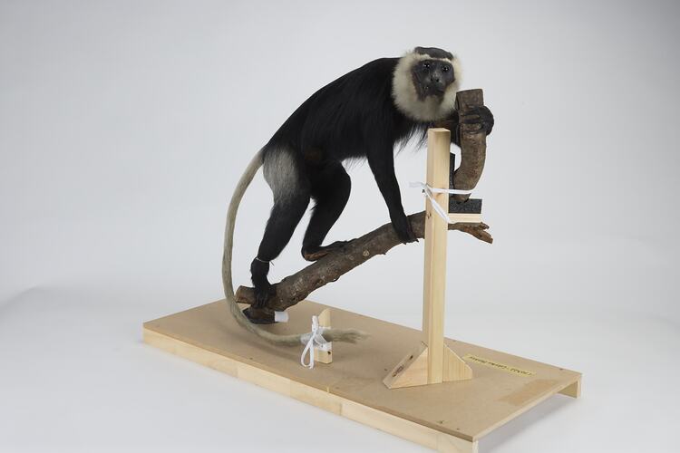 <em>Colobus vellerosus</em>, Ursine Colobus. [C 30322]