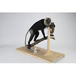 <em>Colobus vellerosus</em>, Ursine Colobus. [C 30322]