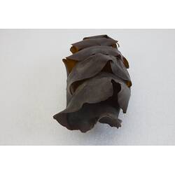 <em>Heterodontus portusjacksoni</em>, Port Jackson Shark. [A 15799]