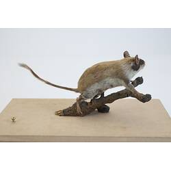 <em>Eliomys quercinus</em>, Garden Dormouse. [C 30076]