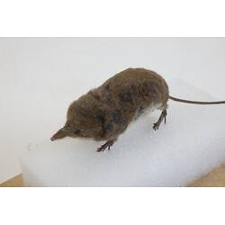<em>Sorex alpinus</em>, Alpine Shrew. [C 30186]