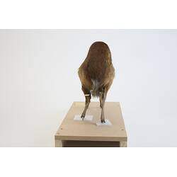 <em>Tragulus napu</em>, Greater Mouse-deer. [C 30638]