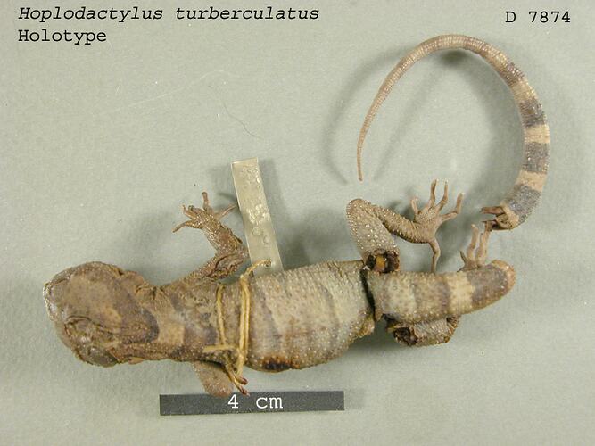 Dorsal view of lizard specimen.