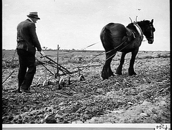 NO. 18A `SATELLITE' PREPARING LAND FOR VEGETABLE PLANTING ON THE PROPERTY OF BILLINGS BROS., BURWOOD, VIC: AUG 1949