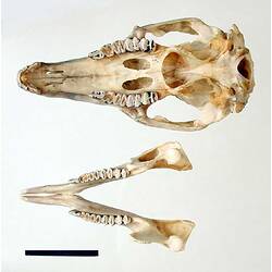 Wallaby lower jaw beside skull, oriented with teeth visible.