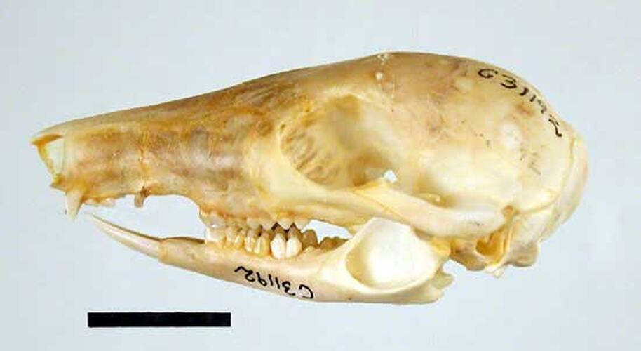 Side view of Potoroo skull.