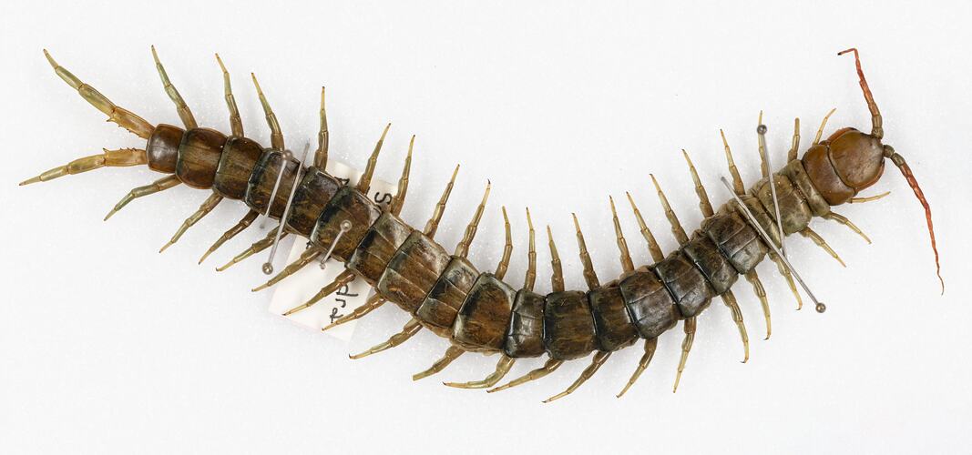 <em>Scolopendra</em> sp., centipede. [K 16382]