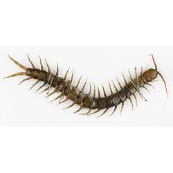 Our Wondrous Planet, Our Wild Family: Dry Specimen - Centipede, <em>Scolopendra</em>