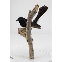 Black and white bird taxidermy specimen and nest mounted on a branch.
