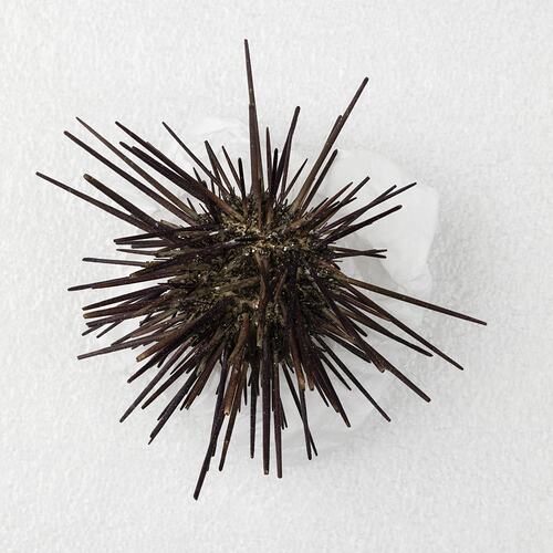 <em>Centrostephanus rodgersii</em>, Black Sea Urchin. [F 97198]