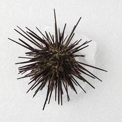 Our Wondrous Planet, Reef: Dry Specimen - Black Sea Urchin, <em>Centrostephanus rodgersii</em> (Agassiz, 1863)