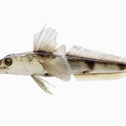 <em>Channichthys rhinoceratus</em>, Unicorn Icefish, model. [A 20032]