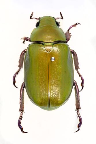 <em>Plusiotis beyeri</em>, Beyer's scarab. [COL 143785]