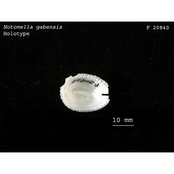 Interior of slit limpet shell with handwritten numbers.