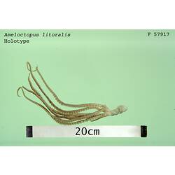 <em>Ameloctopus litoralis</em>, octopus.  Holotype.  Registration no. F 57917.
