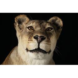 <em>Panthera leo</em>, Lion, "Gopha.". [C 38142]