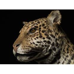 <em>Panthera onca</em>, Jaguar. [C 27448]
