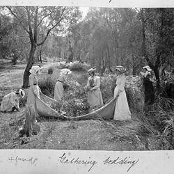Photograph - 'Gathering Bedding', by A.J. Campbell, Barry's Range, Victoria, 1902
