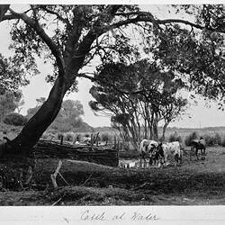 Photograph - 'Cattle at Water', by A.J. Campbell, Phillip Island, Victoria, Mar 1902