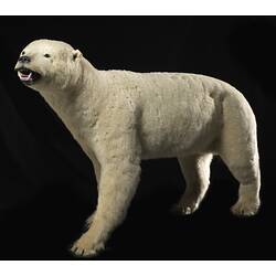 <em>Ursus maritimus</em>, Polar Bear. [C 30696]