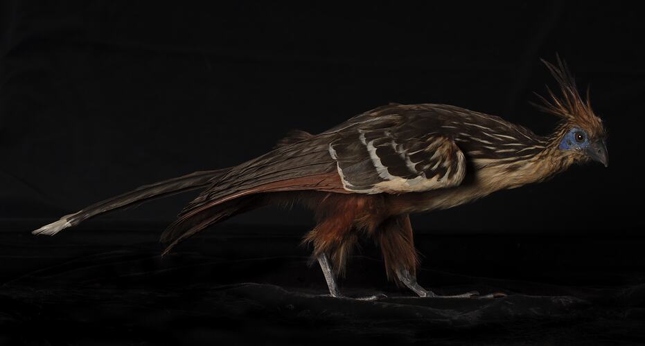<em>Opisthocomus hoazin</em>, Hoatzin. [2951]
