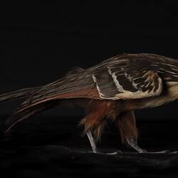 Our Wondrous Planet, Our Wild Family: Taxidermy Mount - Hoatzin, <em>Opisthocomus hoazin</em>