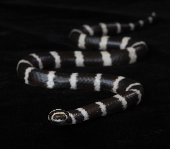 <em>Vermicella annulata</em>, Bandy Bandy, model. [D 76353]