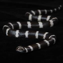 Our Wondrous Planet, Our Wild Family: Cast - Bandy Bandy, <em>Vermicella annulata</em> (Gray, 1841)