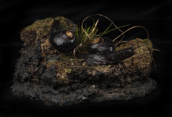 <em>Victaphanta compacta</em>, Otway Black Snail. [F95291]