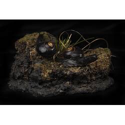 <em>Victaphanta compacta</em>, Otway Black Snail. [F95291]