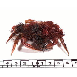 Front view of seaweed crab beside scale bar.