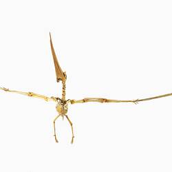 Articulated cast of a Pteranodon skeleton posed as if in flight.
