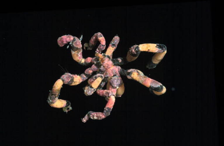 Dorsal view of pink, yellow and black sea spider.