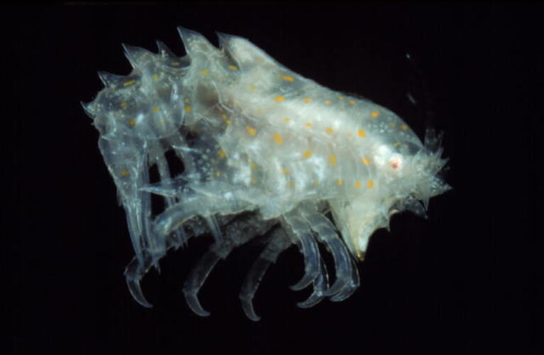 Side view of white, spotted amphipod.