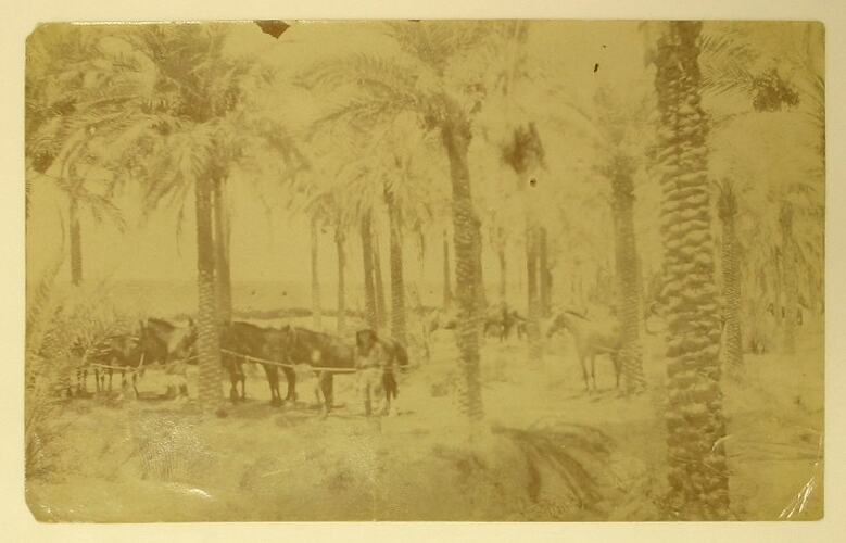 Military horses tethered beneath palm trees.