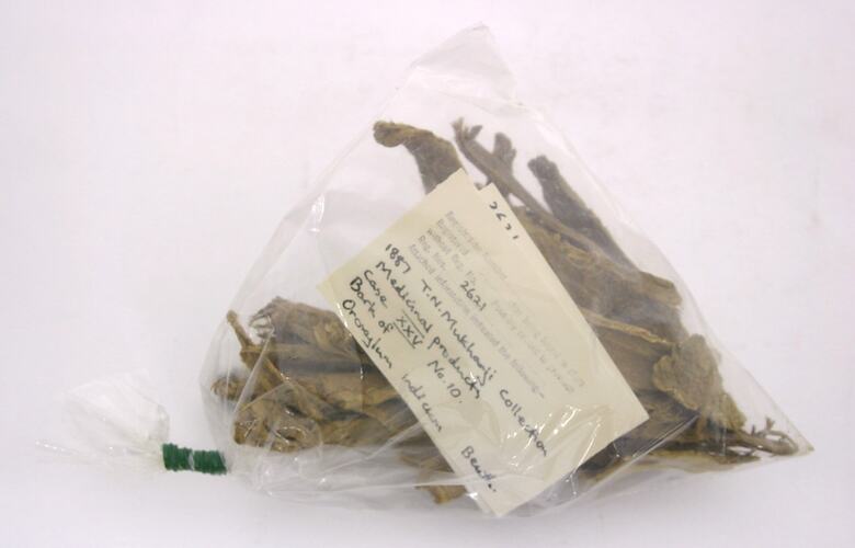 Oroxylum Indicum (Bignoniaceae) - Bark