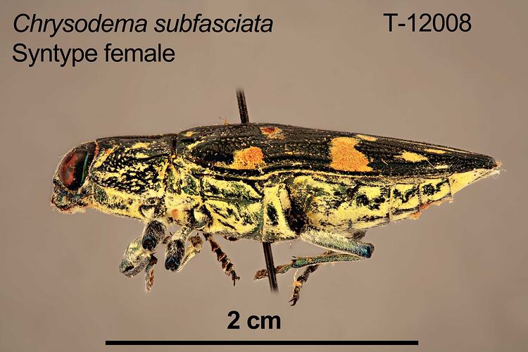Jewel beetle specimen, female, lateral view.