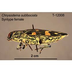 Jewel beetle specimen, female, lateral view.