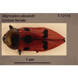 Jewel beetle specimen, female, dorsal view.