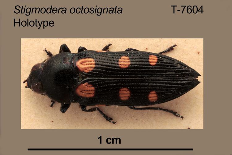 Jewel beetle specimen, dorsal view.