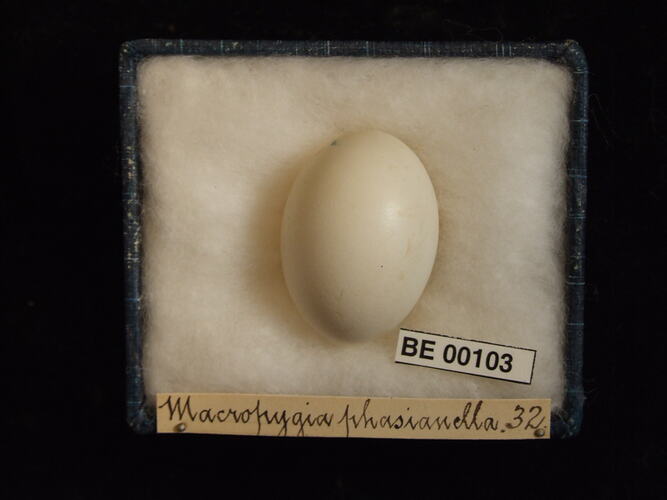 Bird egg and specimen label in box.