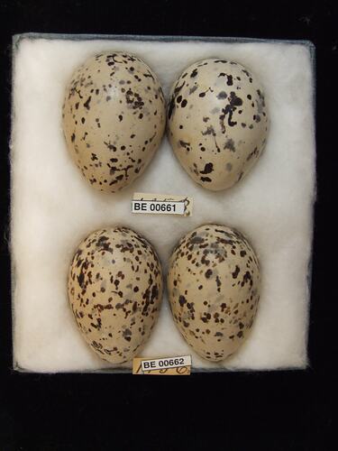Four bird eggs with specimen labels in box.