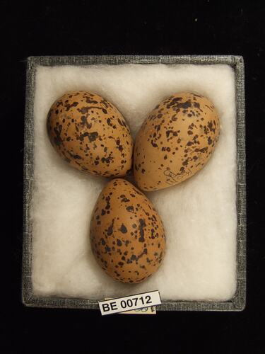 Three bird eggs with specimen labels in box.