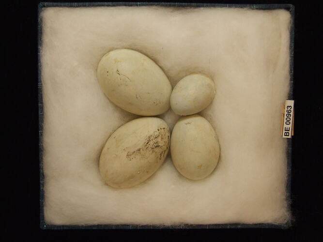 Four bird eggs with specimen labels in box.
