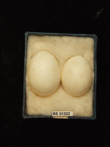 Two bird eggs with specimen labels in box.