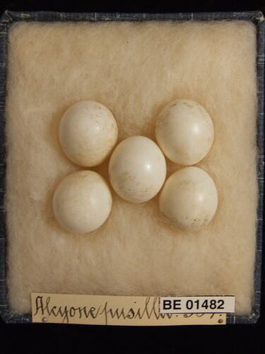 Five bird eggs with specimen labels in box.